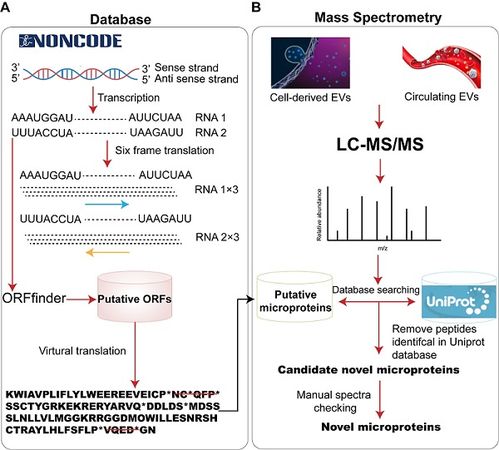 細胞外囊泡中的lncRNA編碼多肽 小蛋白的疾病特異性潛力與技術應用前景